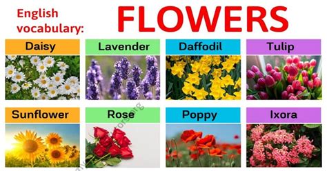 Types of Flowers: Learn Different Flower Names with The Picture - My ...