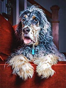 English Setterdoodle: The English Setter Poodle Mix