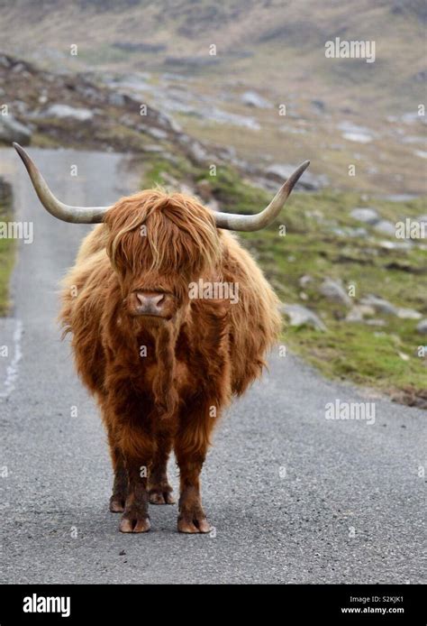 Highland cow Scotland Stock Photo - Alamy