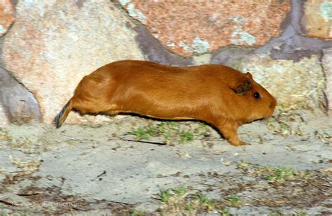 Fluffy The Guinea Pig Attempting To Fly