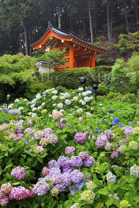 京都府 宇治市 三室戸寺 あじさい園と山門 [35820768]の写真素材 - アフロ