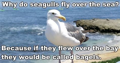 animals telling  funniest dad jokes dad jokes funny funny
