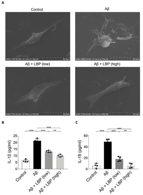 Aβ1 40 Oligomers Induced Cell Death And Release Of Pyroptotic Products Download Scientific