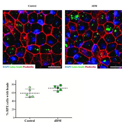 Phagocytic Function Of Pluripotent Derived RPE Cells On DDM A Latex