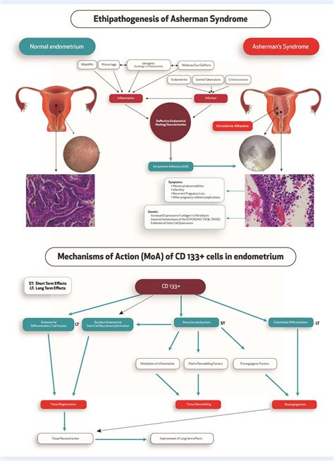 Figure 1 From Uterine Stem Cells From Basic Research To Advanced Cell