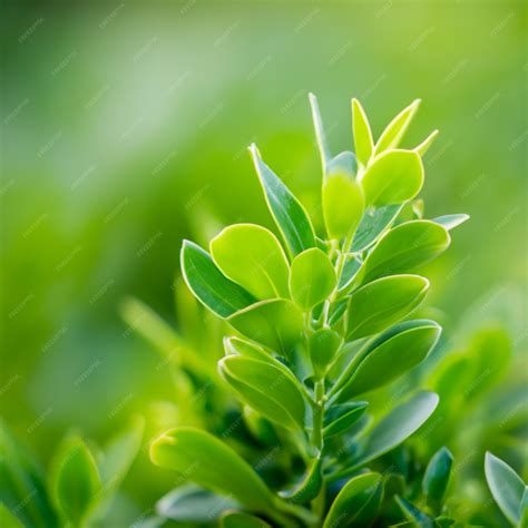 Premium Photo Green Nature Plants