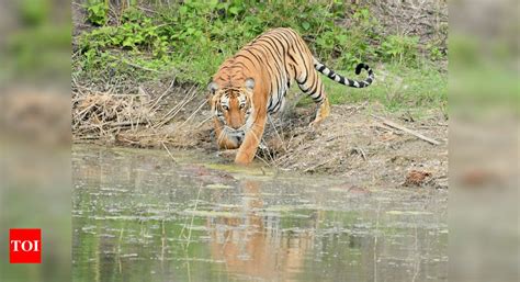 Four Assam Tiger Reserves Get Cats Accreditation Guwahati News