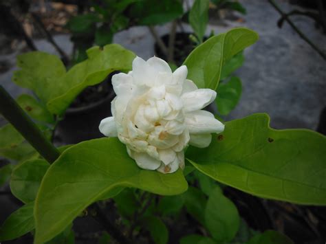 Jasminum sambac 'Grand Duke of Tuscany'(Grand Duke of Tuscany Jasmine2 ...