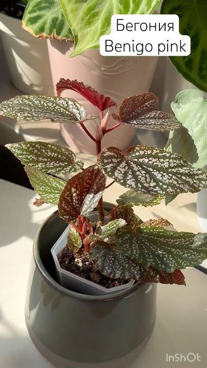 Бегония benigo pink (бениго пинк) - YouTube