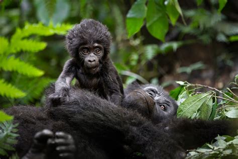 Classic Uganda Safari With Primates