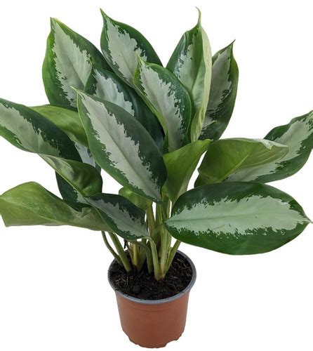 Aglaonema Moon Bay Vivero R O Fr O