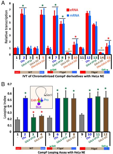 Mutual Transcriptional Dependency Between The Enhancer And Promoter Download Scientific