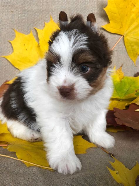 Piesek Brownie Biewer BIRO York Yorki Biewery Konstantynów Łódzki