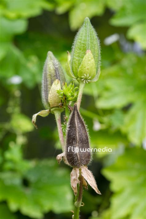 Abelmoschus Manihot Aibika Flowermedia