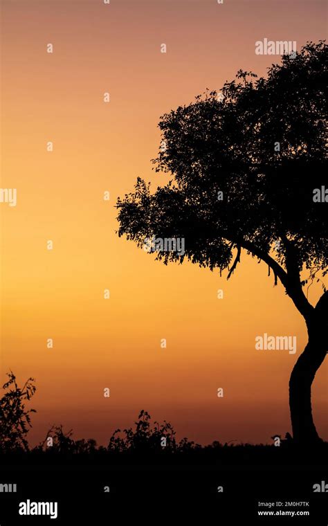 african tree silhouette sunset
