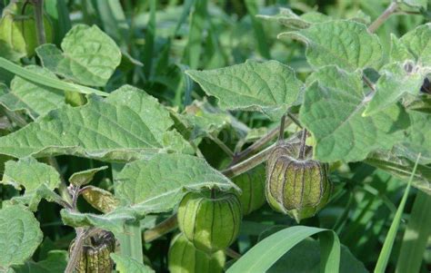 Физалис съедобный, шарики - фонарики