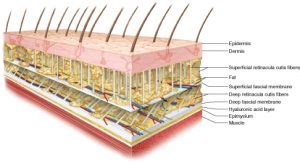cellular components  fascia fascia fitness
