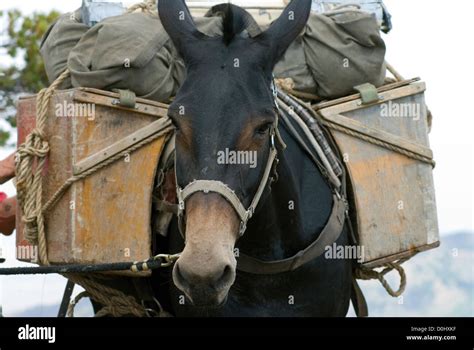 Pack Mule With Gear Load On A Hunting Trip In Oregon S Wallowa