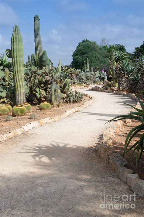 Curved Gravel Path Among Cactus Plants Photograph By Ingela Christina
