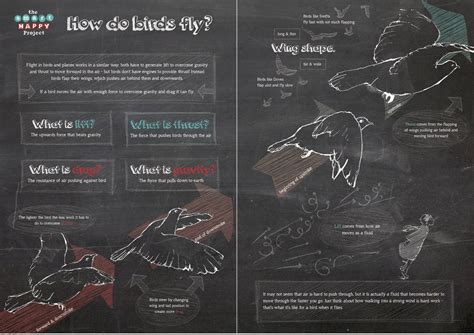 How do Birds Fly? - the biomechanics of bird flight - The Smart Happy