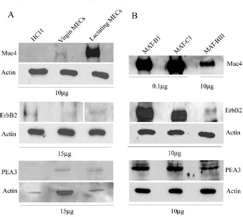 Figure From Pea Transactivates The Muc Sialomucin Complex Promoter