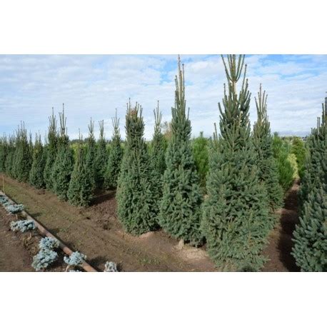 Ялина звичайна / європейська Купрессіна Picea abies Cupressina Ель