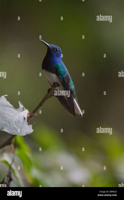 White Necked Jacobin Hummingbird Florisuga Mellivora Male Costa