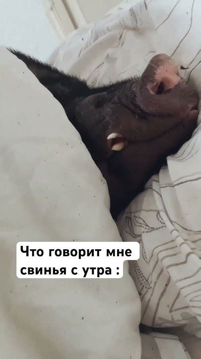 Кабан Мэна научился говорить - YouTube