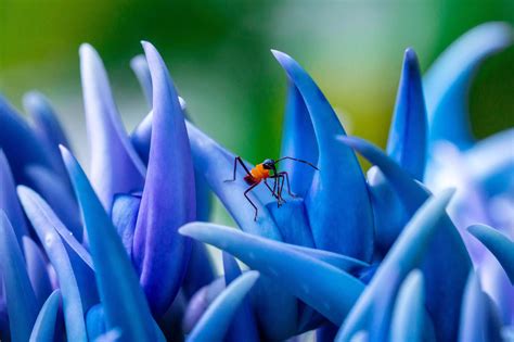 Royal Botanic Gardens Kew Receives Donation Of Purple Jade Vine Seeds