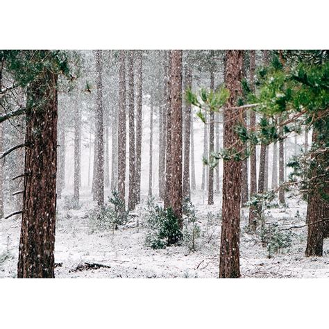 Tall Pine Trees Snow - 1000x1000 Wallpaper - teahub.io