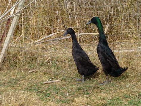 Metzer Farms Duck and Goose Blog: Indian Runner Ducks