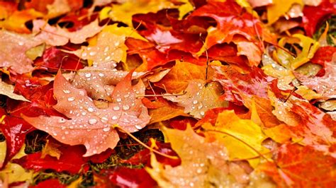 Fall Leaves Desktop Wallpaper (62+ pictures) - WallpaperSet