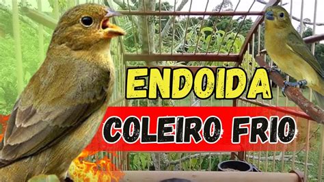 Piado De F Mea De Coleiro Para Esquentar Coleiro Youtube