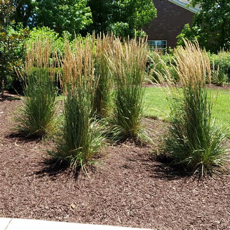 Karl Foerster Feather Reed Grass — Nursery Wholesalers Inc