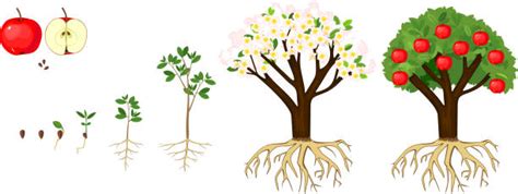 Apple Tree Life Cycle Illustrations Royalty Free Vector Graphics And Clip Art Istock