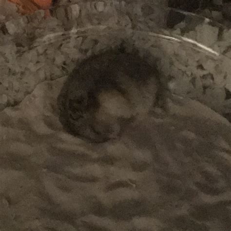 best hamster making noise without vet 5