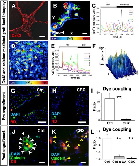 Fig S4 Human Neural Stem Cells HNSCs Express Cx43 And Exhibit