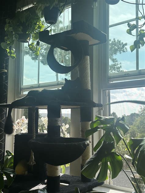 Queen 🐝 : r/blackcats