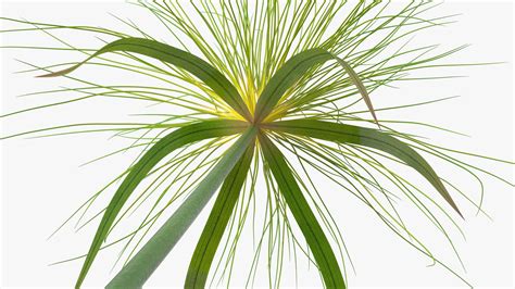 Papyrus Plant 3d Model 19 3ds Blend C4d Fbx Max Ma Lxo Obj