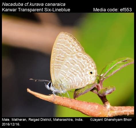 Nacaduba Kurava Moore Transparent Six Lineblue Butterfly