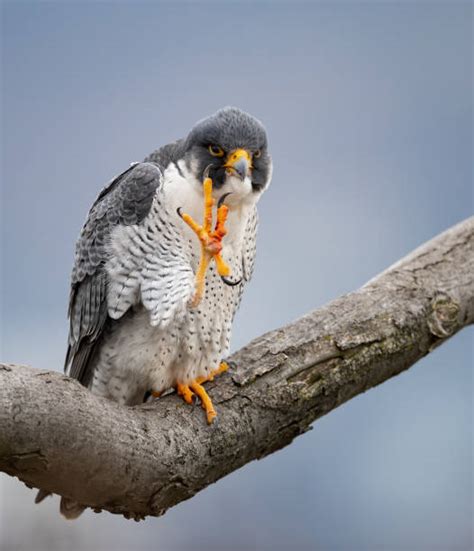 1400 American Peregrine Falcon Stock Photos Pictures And Royalty Free