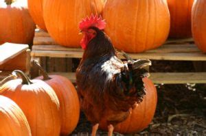 Pumpkin Seed Treat For Chickens Ready Nutrition