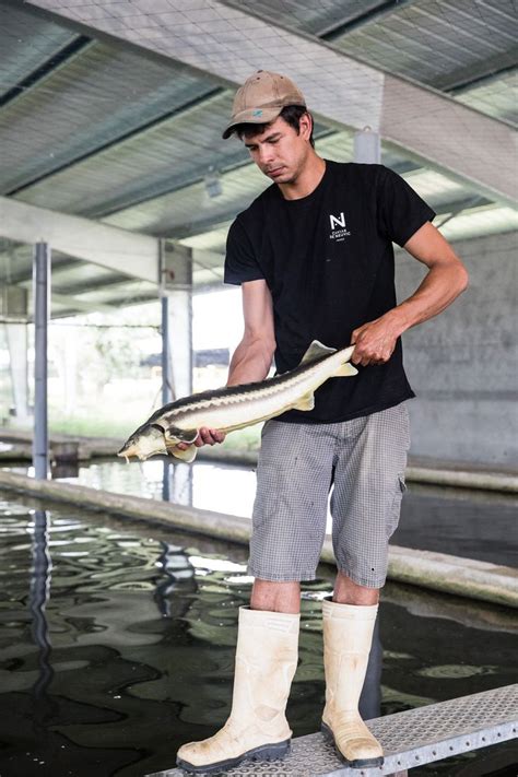 PISCICULTEURS Caviar De Neuvic Pisciculteur Produits Locaux