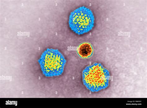 Microscopio Electronico Adenovirus Fotograf As E Im Genes De Alta