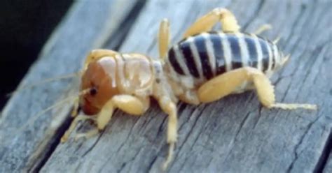 Who are Jerusalem Cricket? Are They Dangerous - Environmental Earth