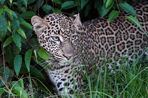 Leopard Big Cat Animal - Free photo on Pixabay