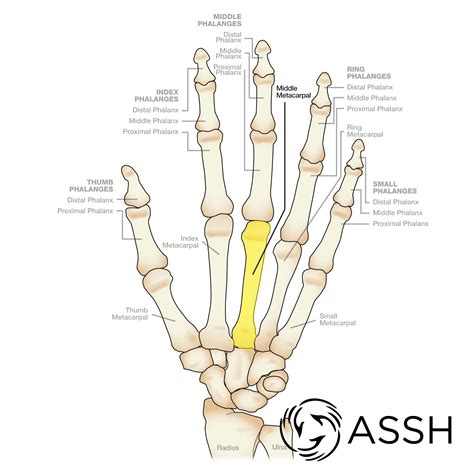 body anatomy upper extremity bones  hand society