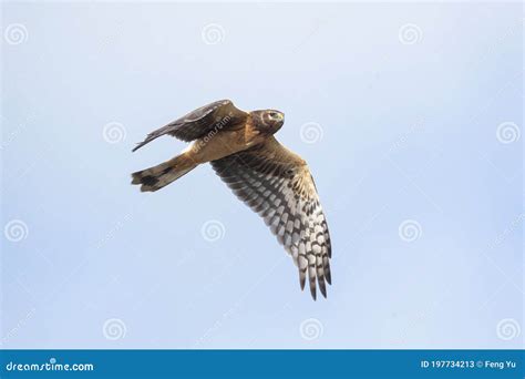 Northern harrier hawk stock image. Image of wing, canada - 197734213