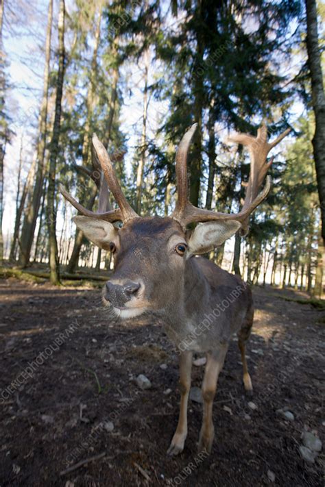 Fallow Deer Stock Image C0316892 Science Photo Library