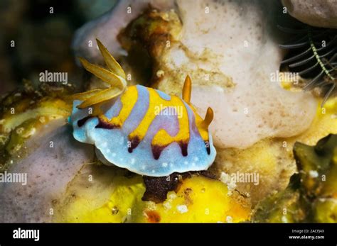 Nudibranch Chromodoris Sp Nudibranquios Son Shell Menos Moluscos